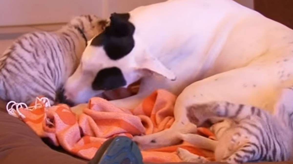 Tigriće koje je odbacila majka odgaja zamjenski tata - pas